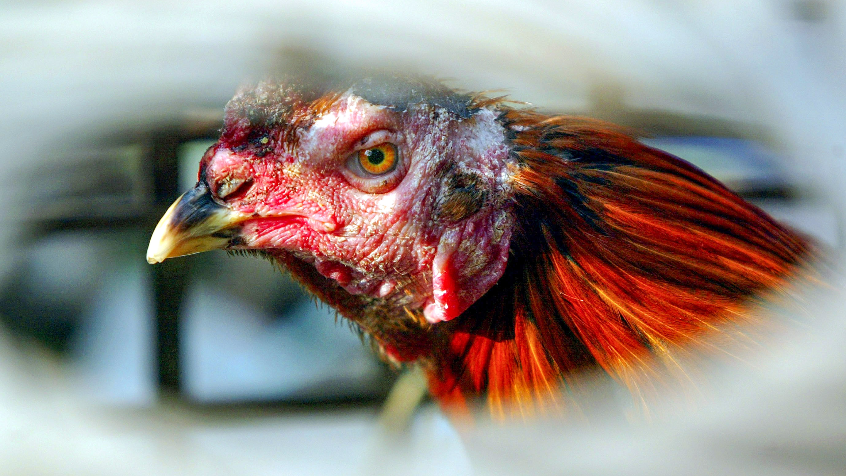 a rooster looks out from a cage