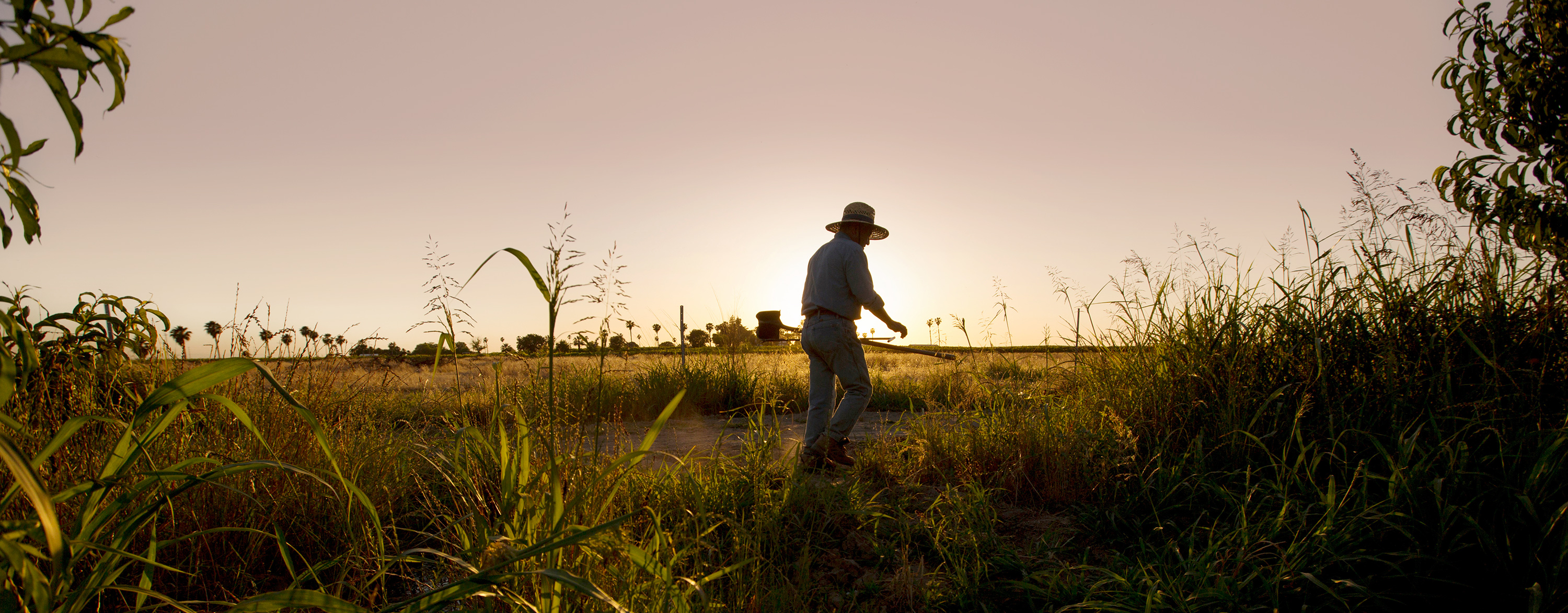 Masumoto on his farm land