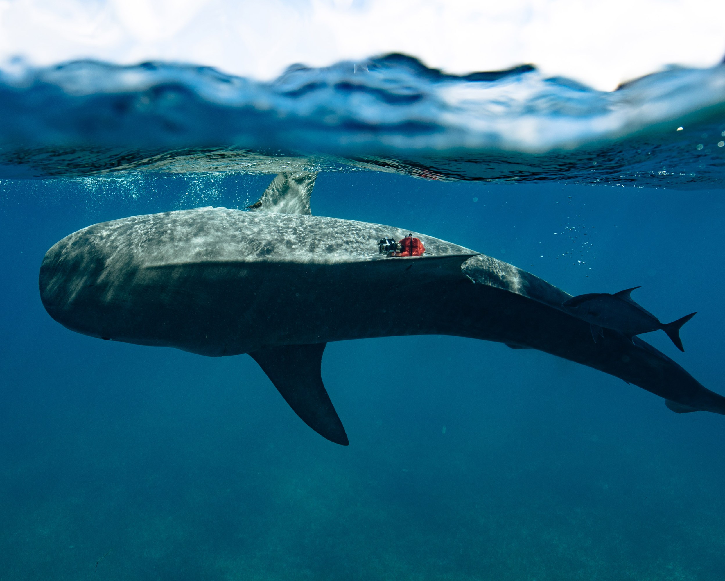 a tiger shark seen underwater with a camera on its flank