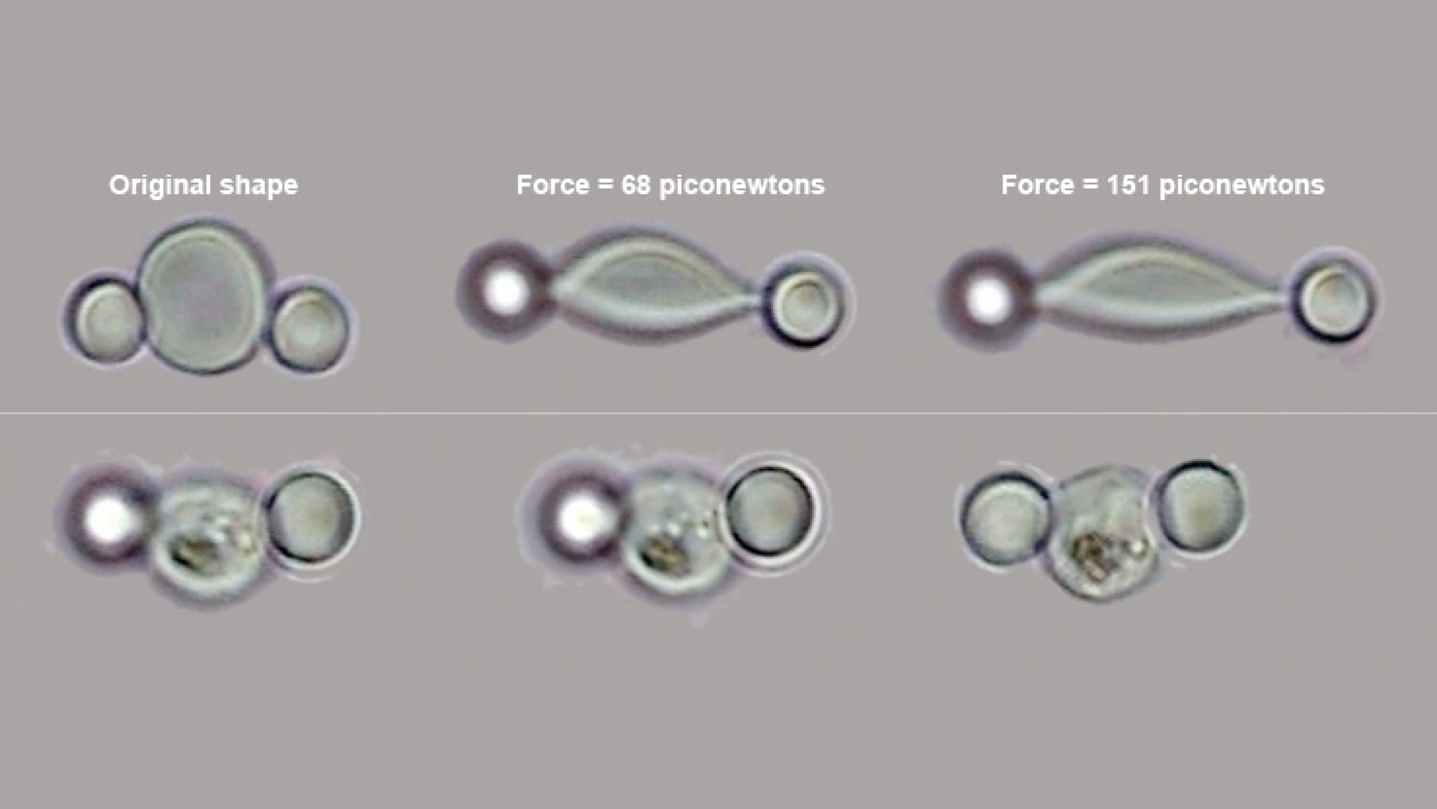 Nanobiomechanics